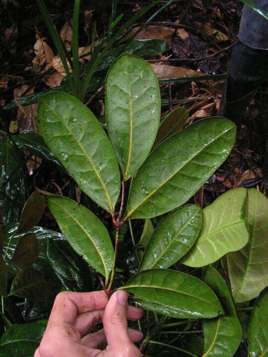An infusion based on catuaba leaves will increase potency before intercourse
